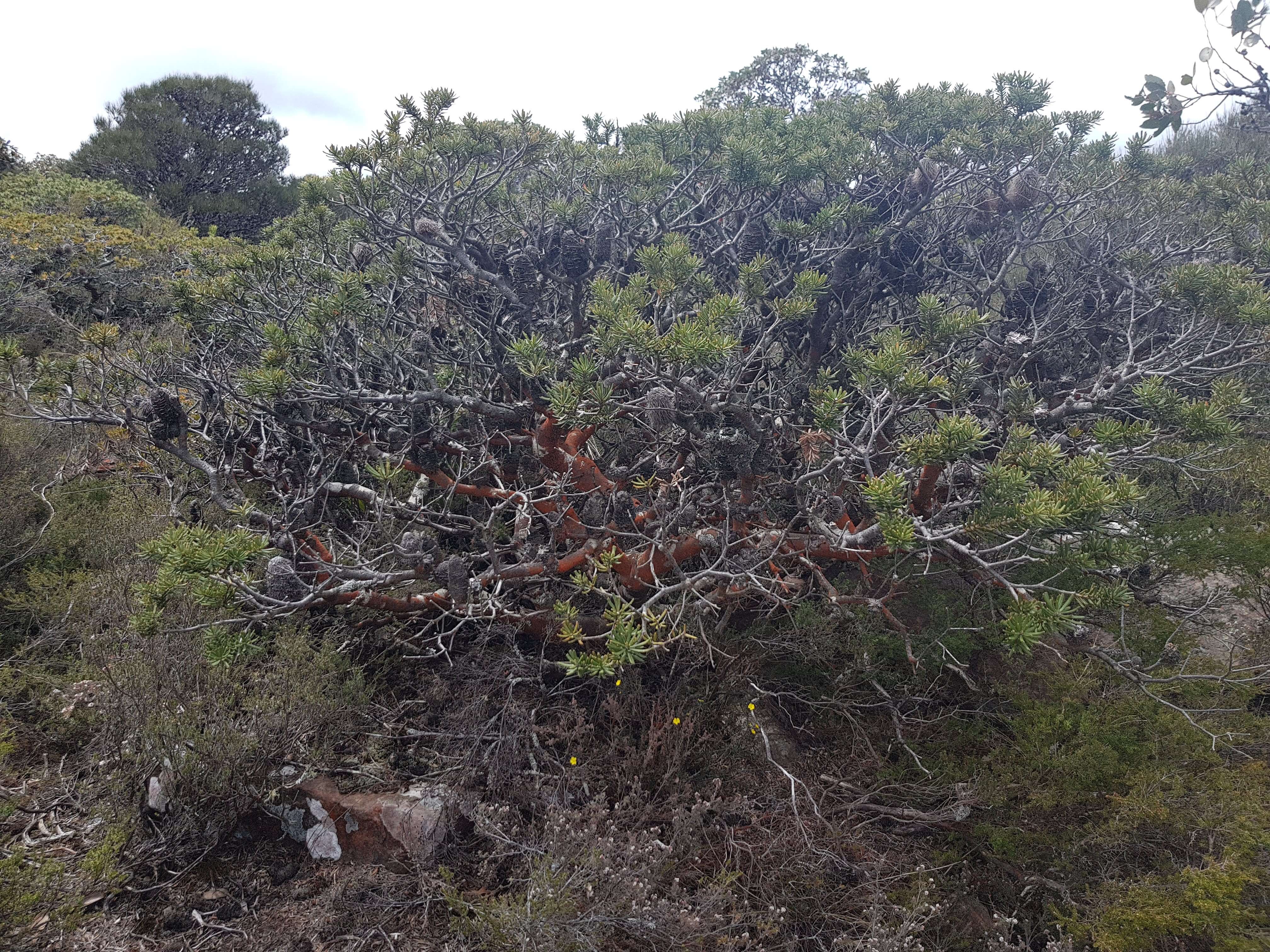 Image of Banksia saxicola A. S. George