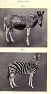 Image of zebra