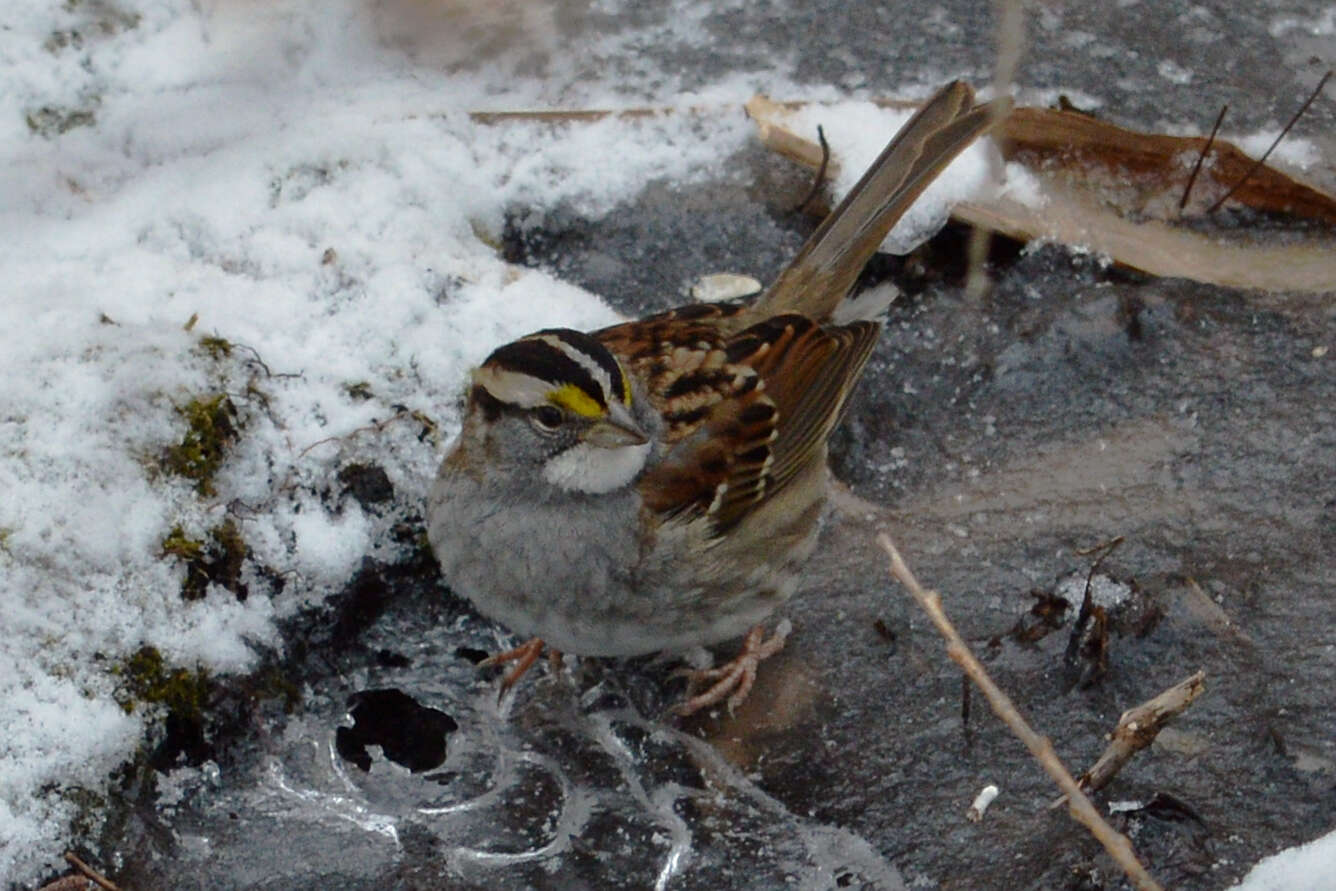 Image of White-throated Sparrow