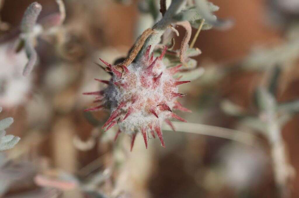 Image of bur-saltbush