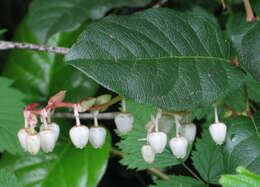 Image of salal