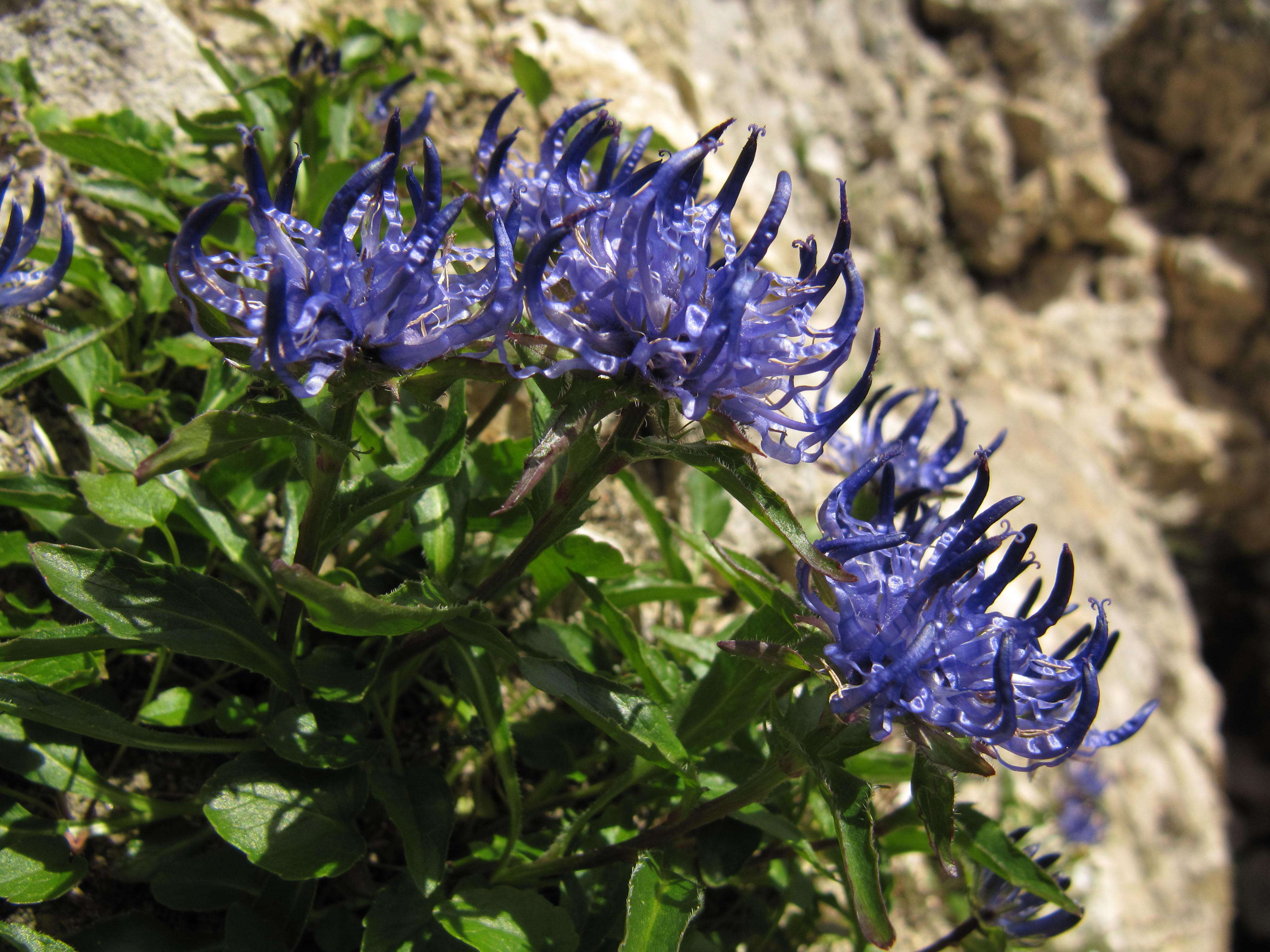 Image of Horned Rampion