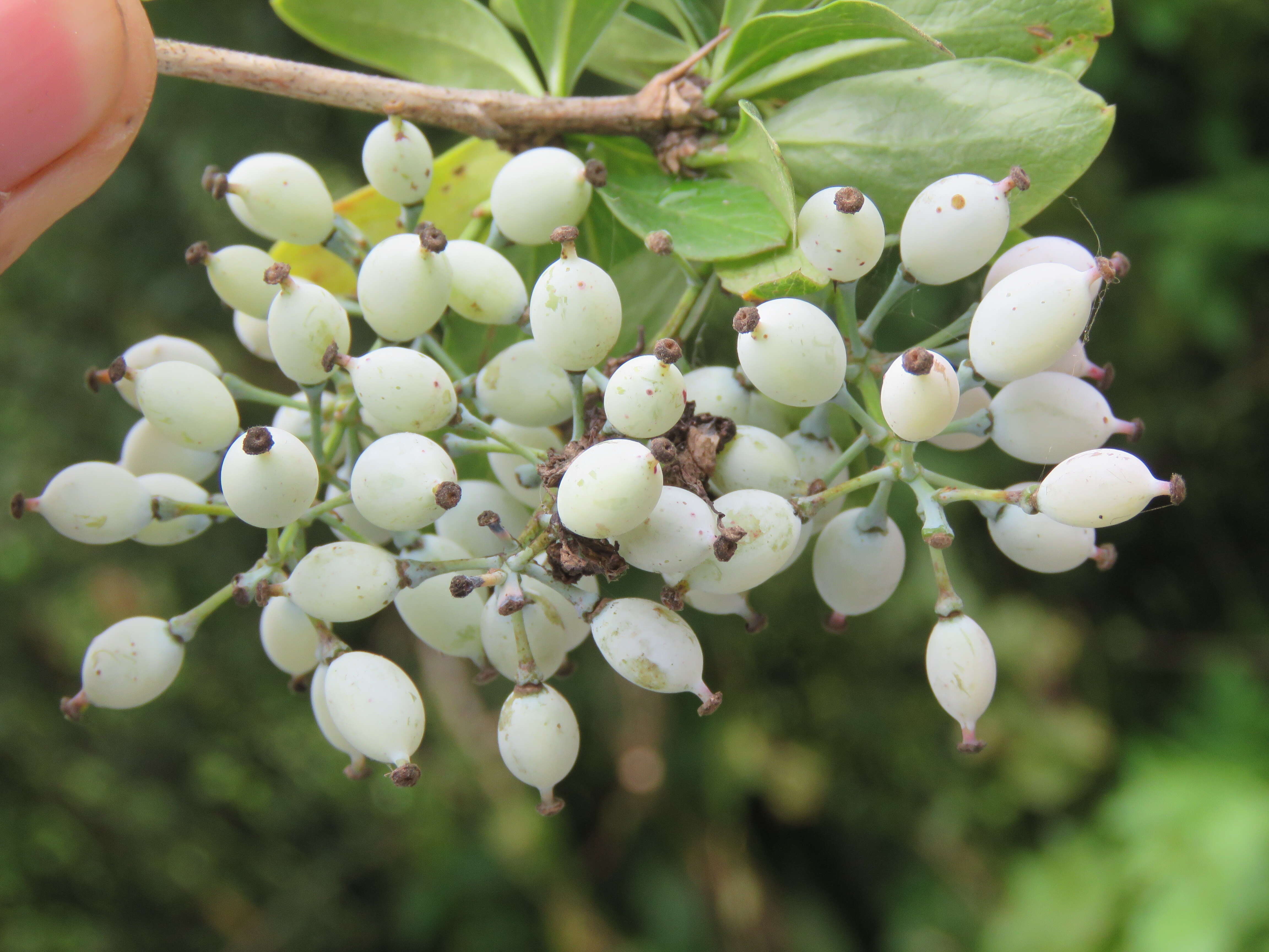 Image of Berberis aristata DC.