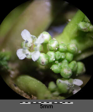 Image of Creeping Watercress