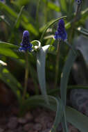 Image of Muscari aucheri (Boiss.) Baker