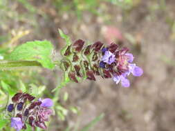 Image of common selfheal