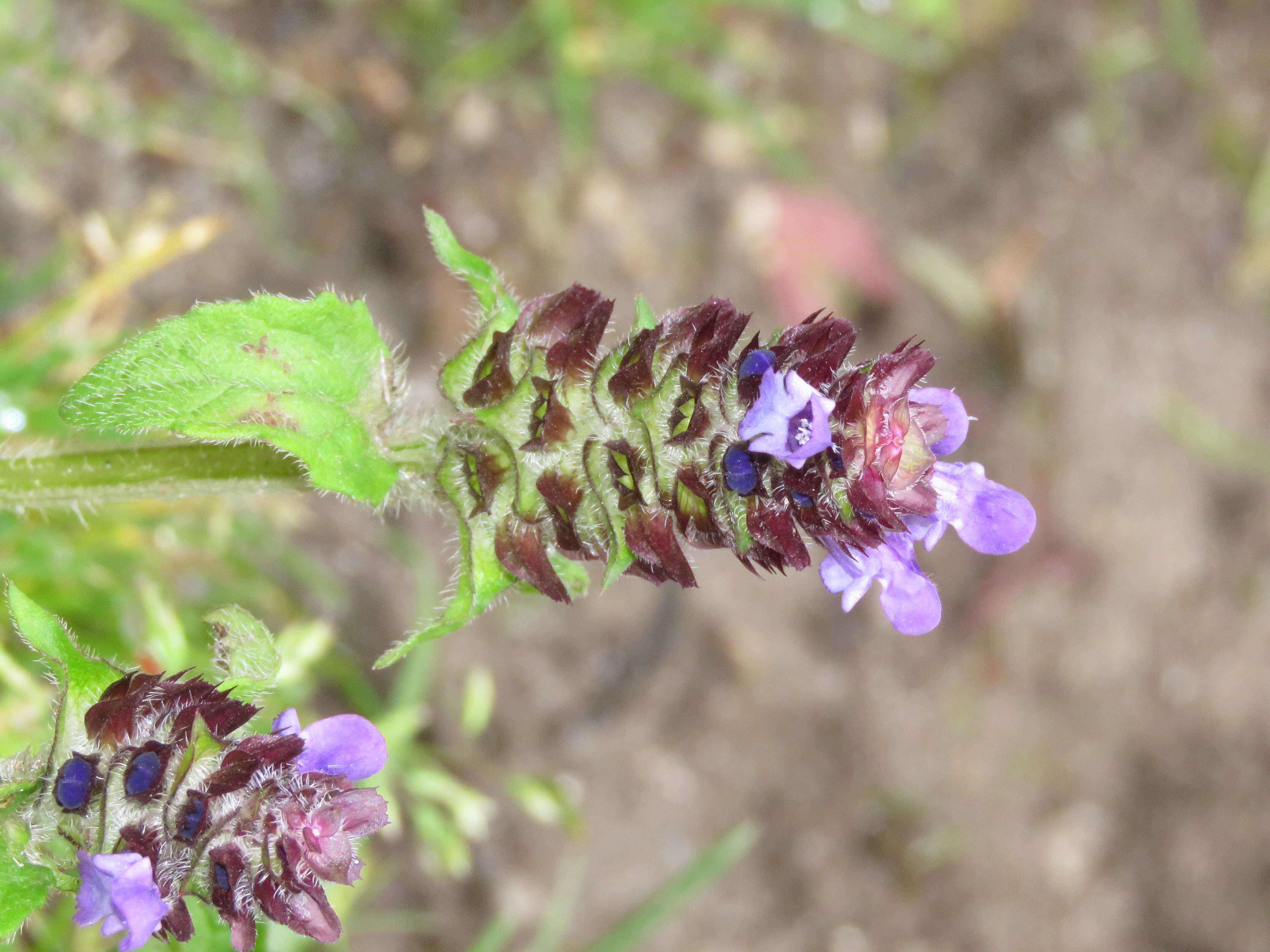 Image of common selfheal