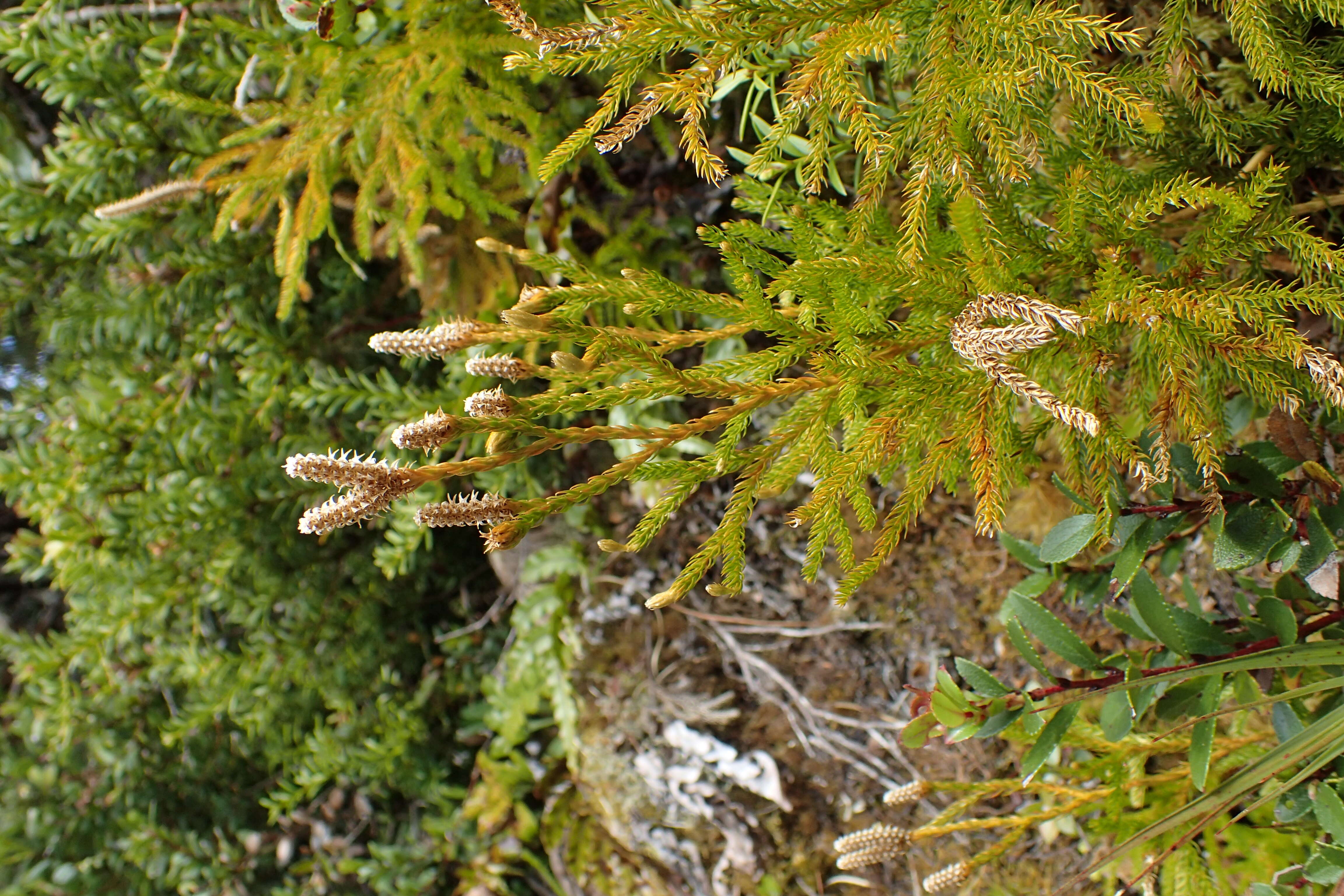 Image of Austrolycopodium fastigiatum (R. Br.) Holub