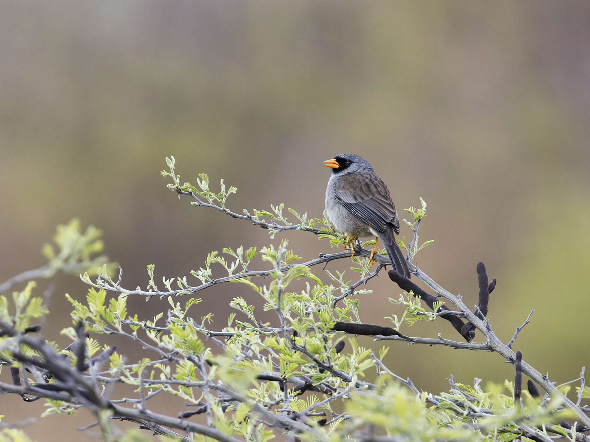 Image of Gray-winged Inca-Finch