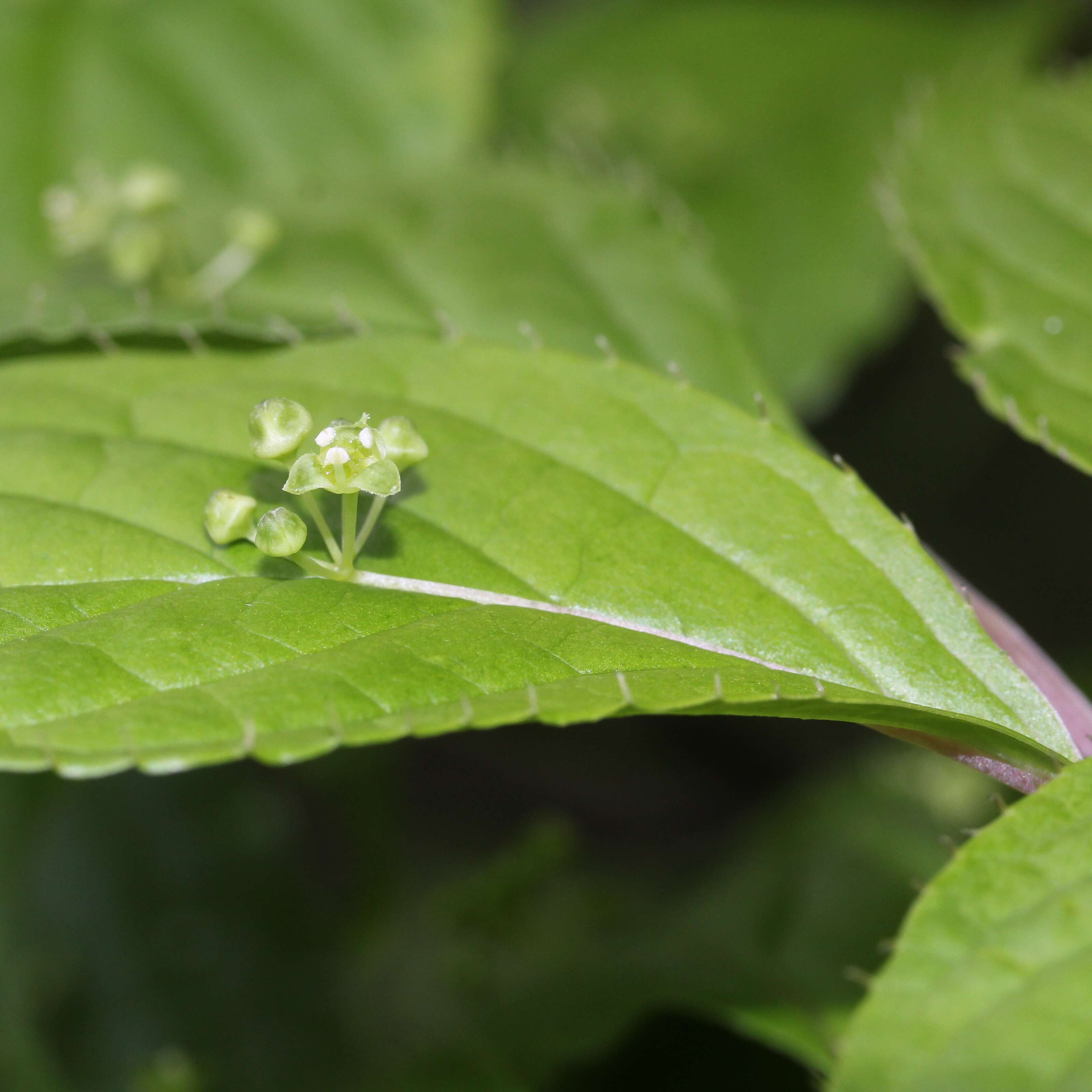 Helwingia japonica (Thunb. ex Murray) F. G. Dietrich resmi