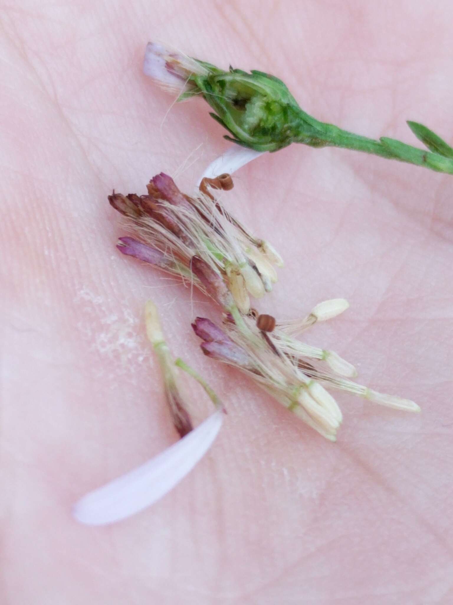 Image of Drummond's aster