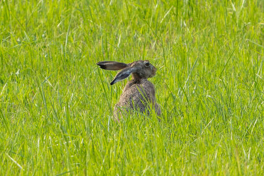 Image of brown hare, european hare