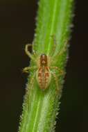 Image of Raft spider