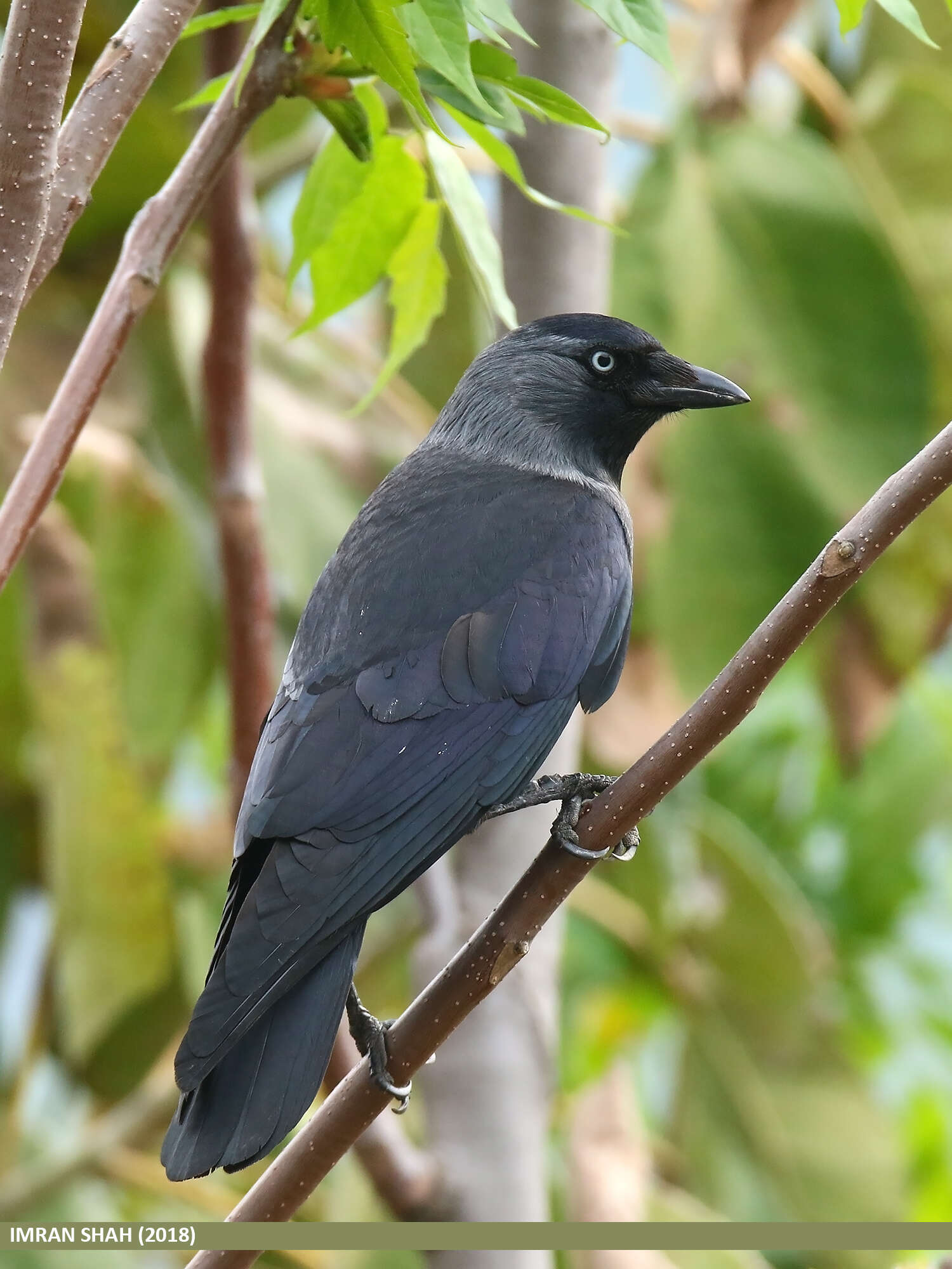 Image of Eurasian Jackdaw