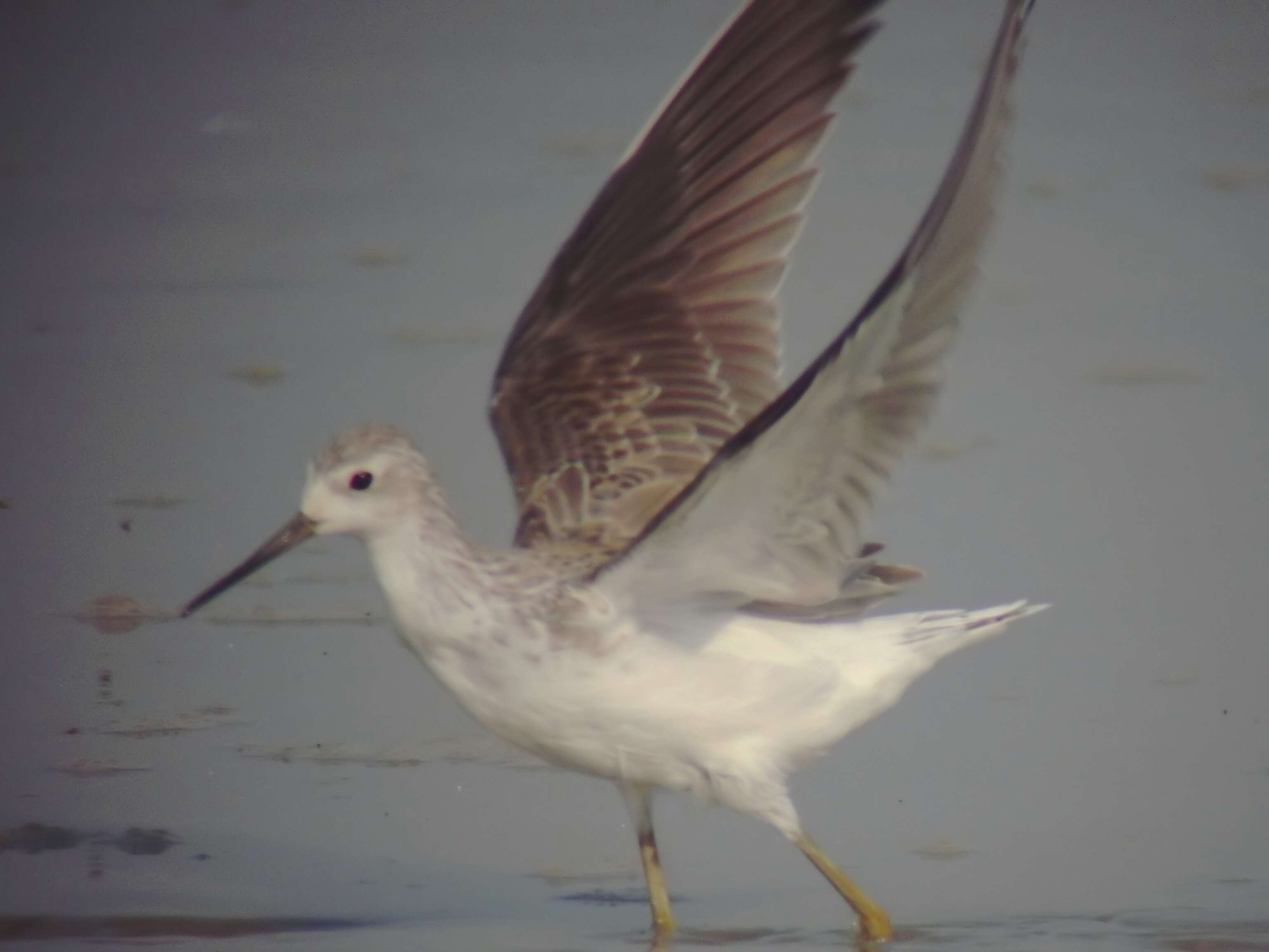 Image of Marsh Sandpiper