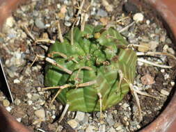 Image of Euphorbia meloformis Aiton