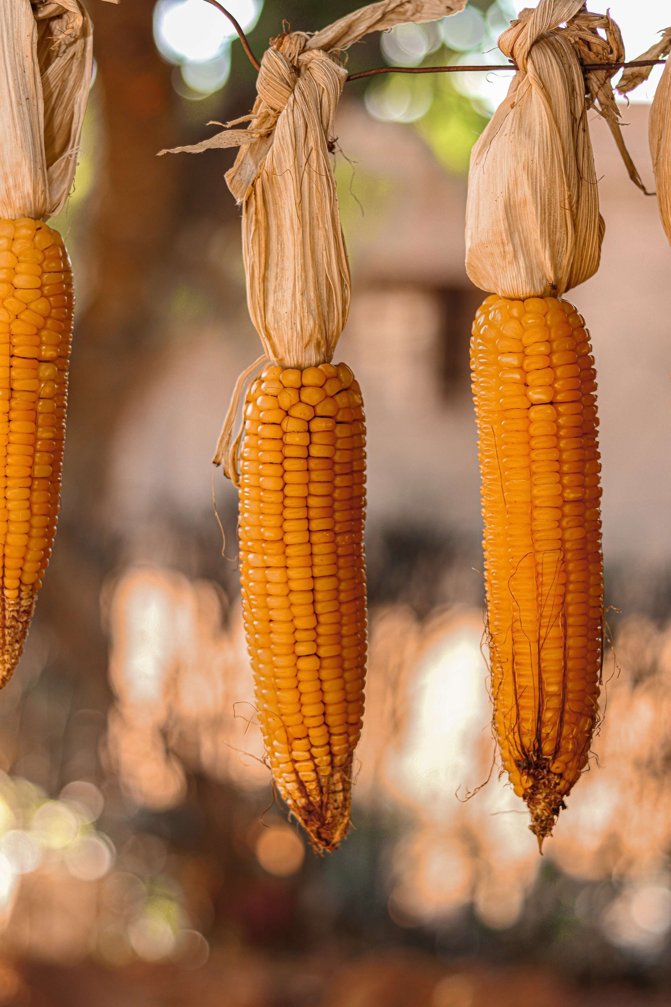 Image of Zea mays Saccharata