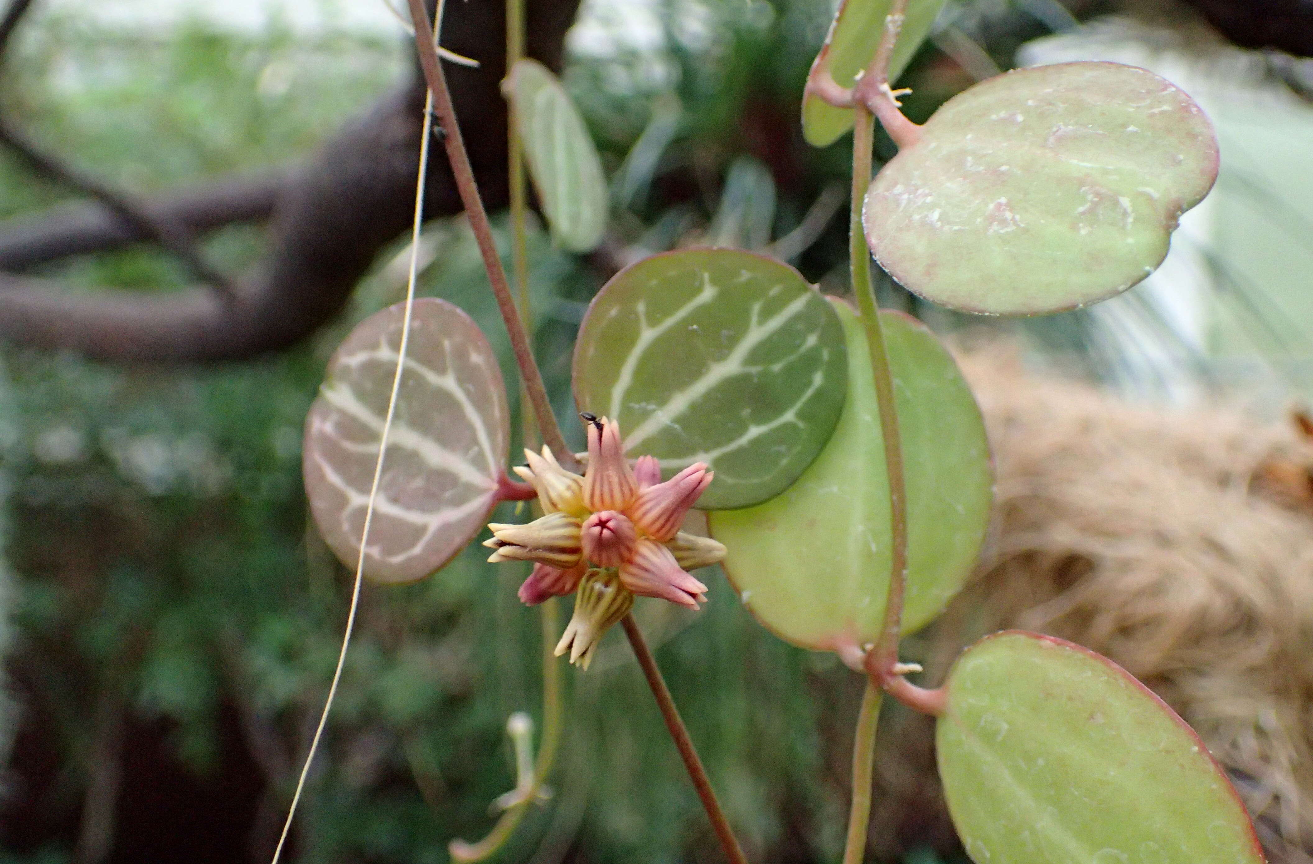 Image of Watermelon dischidia