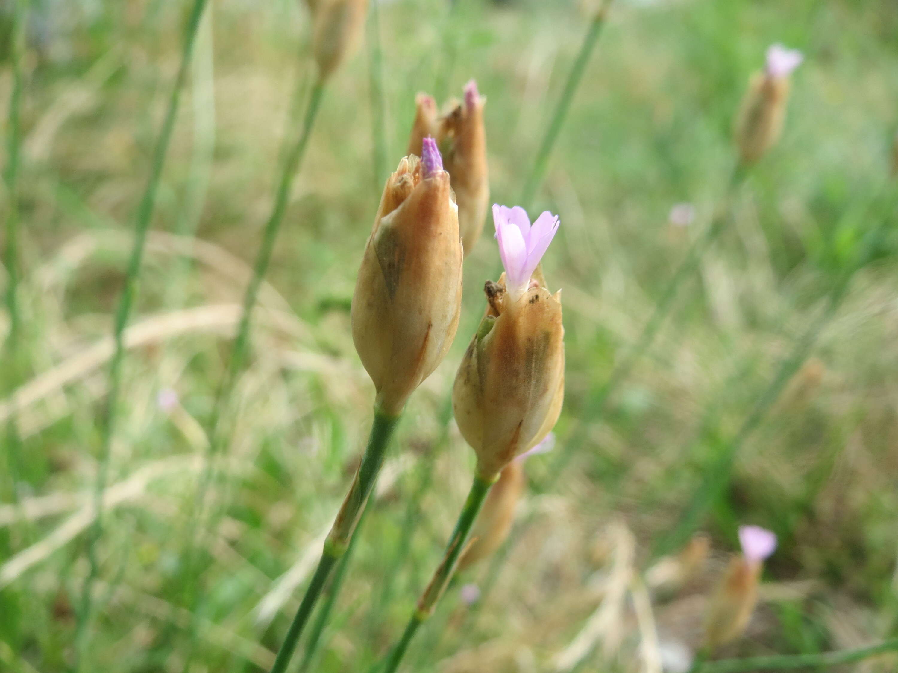 Image of Proliferous Pink