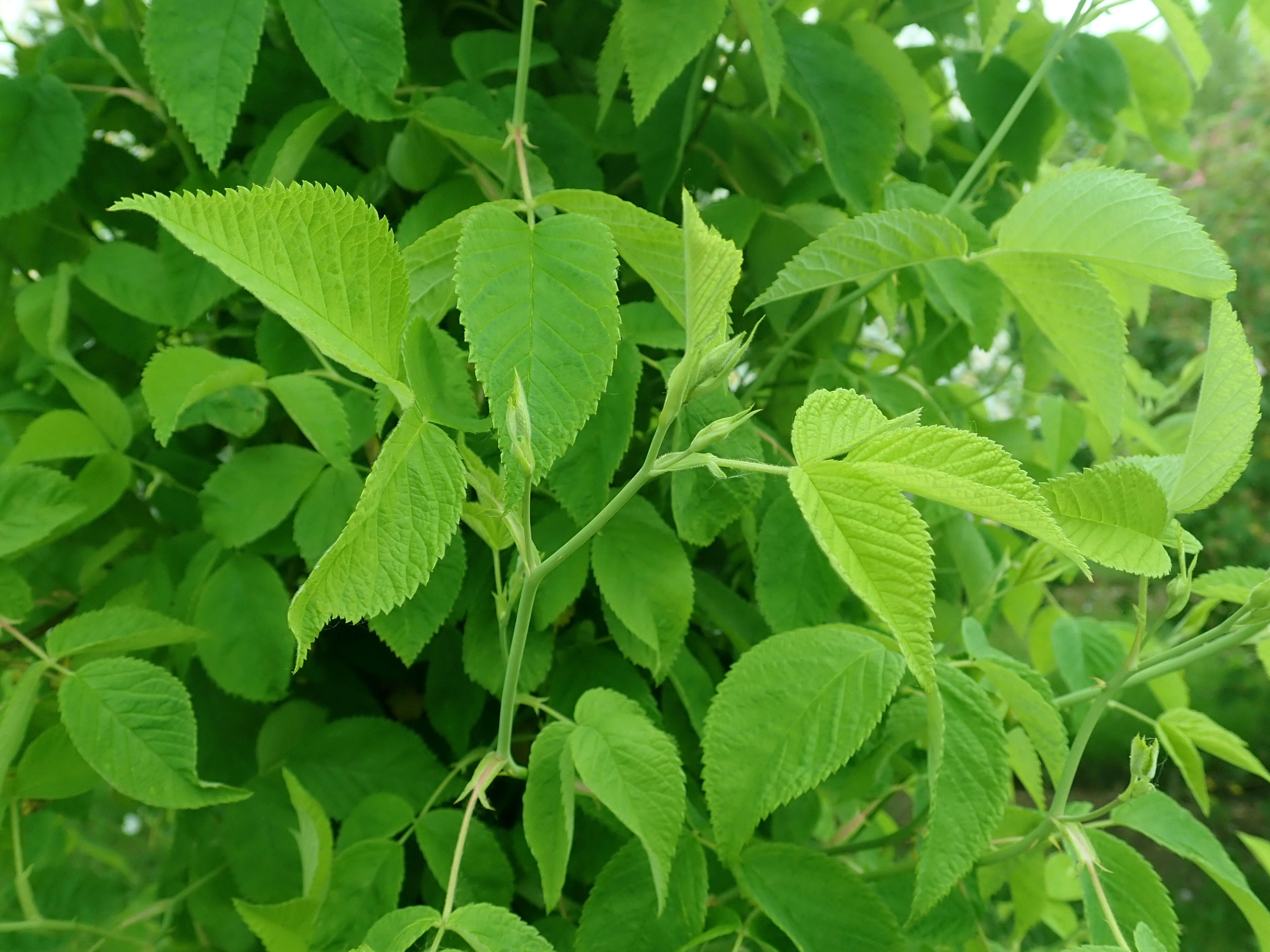 Image of climbing rose