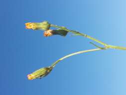 Image of smooth hawksbeard