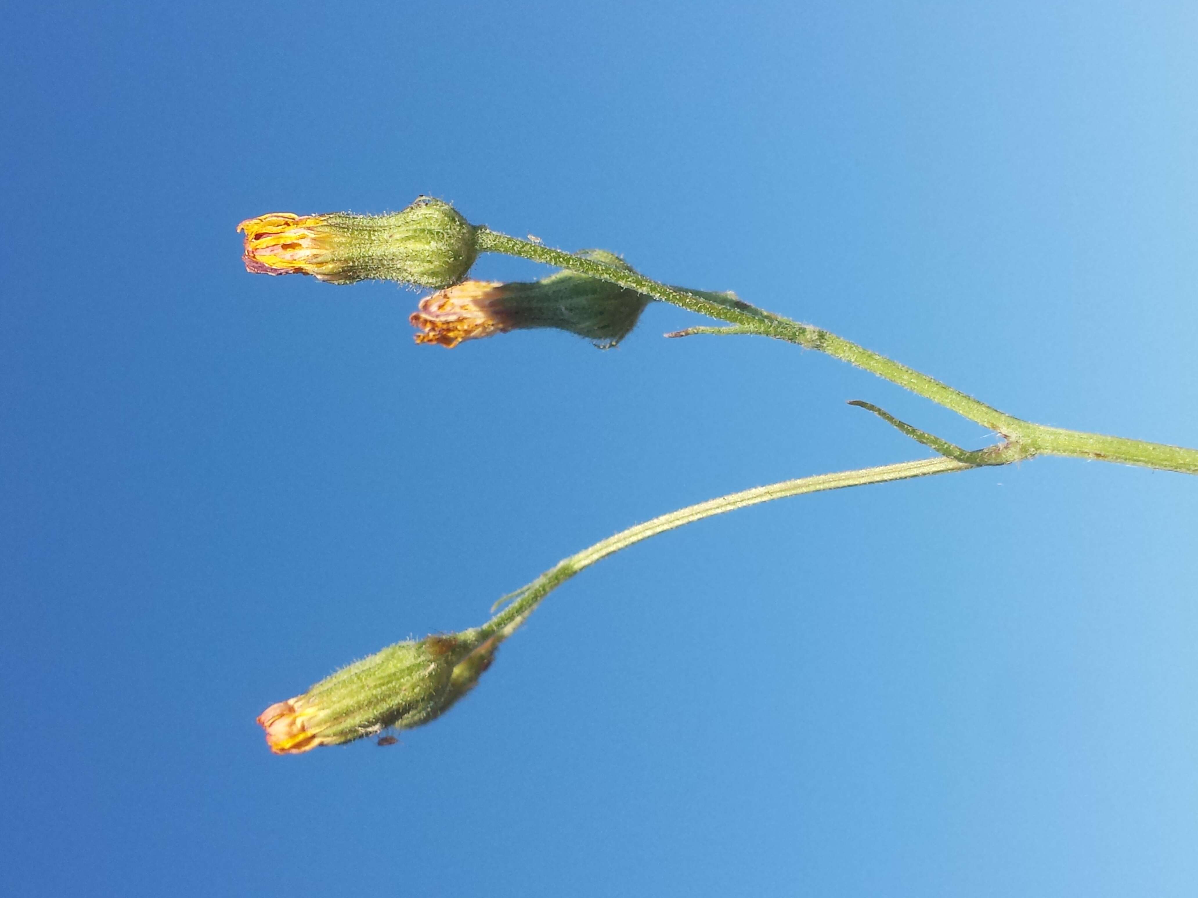 Image of smooth hawksbeard