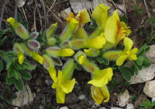 Image of big-flower broom