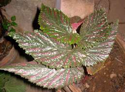 Слика од Begonia brevirimosa Irmsch.