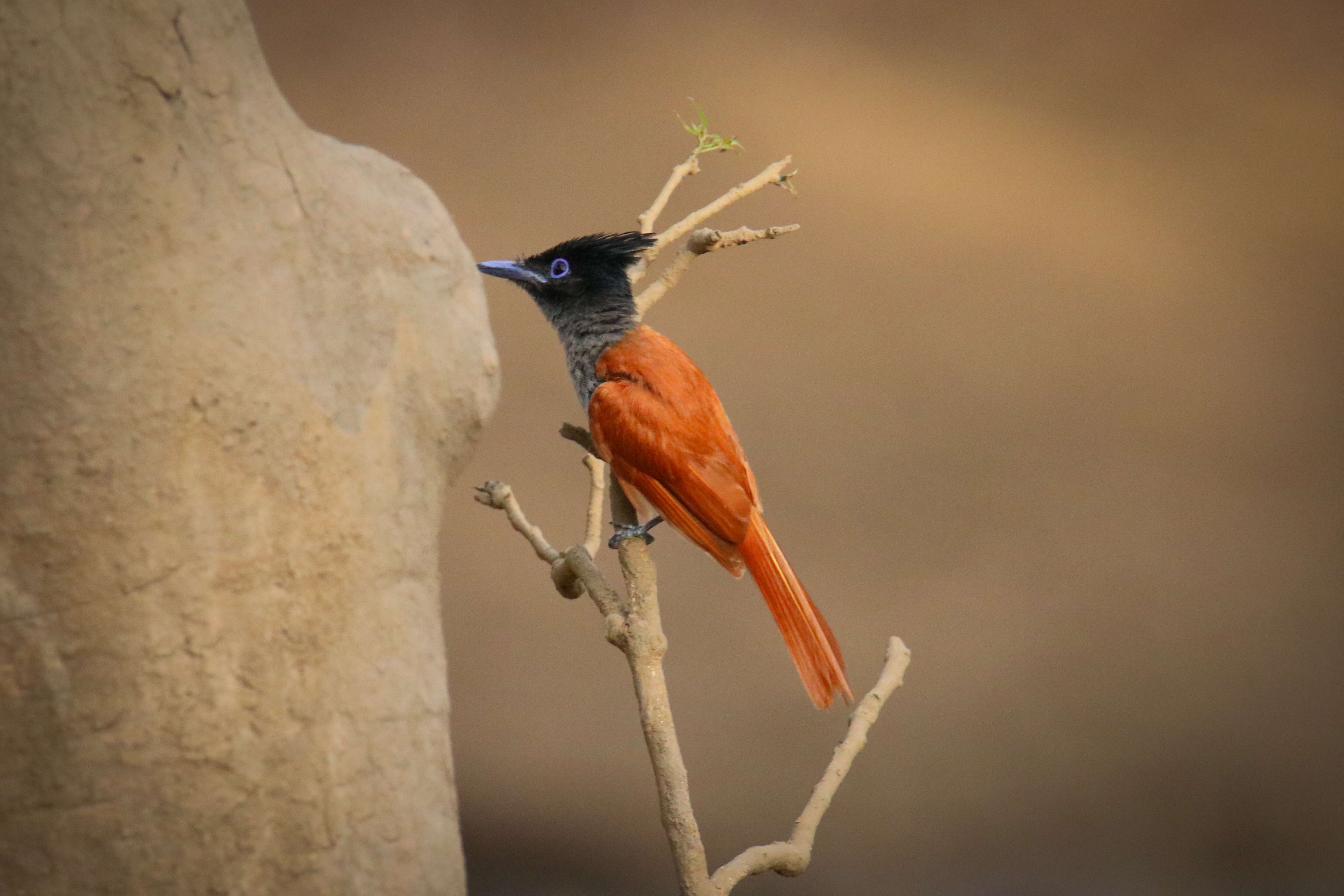 Image of Asian Paradise-Flycatcher