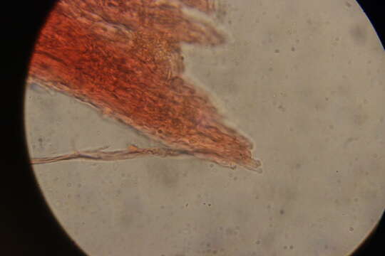 Image of Phlebia