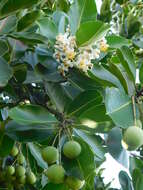 Calophyllum antillanum Britton的圖片