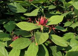 Image de Calycanthus floridus L.