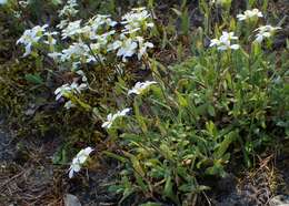 Image of alpine rockcress