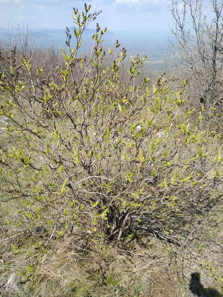 Image of Common Lilac