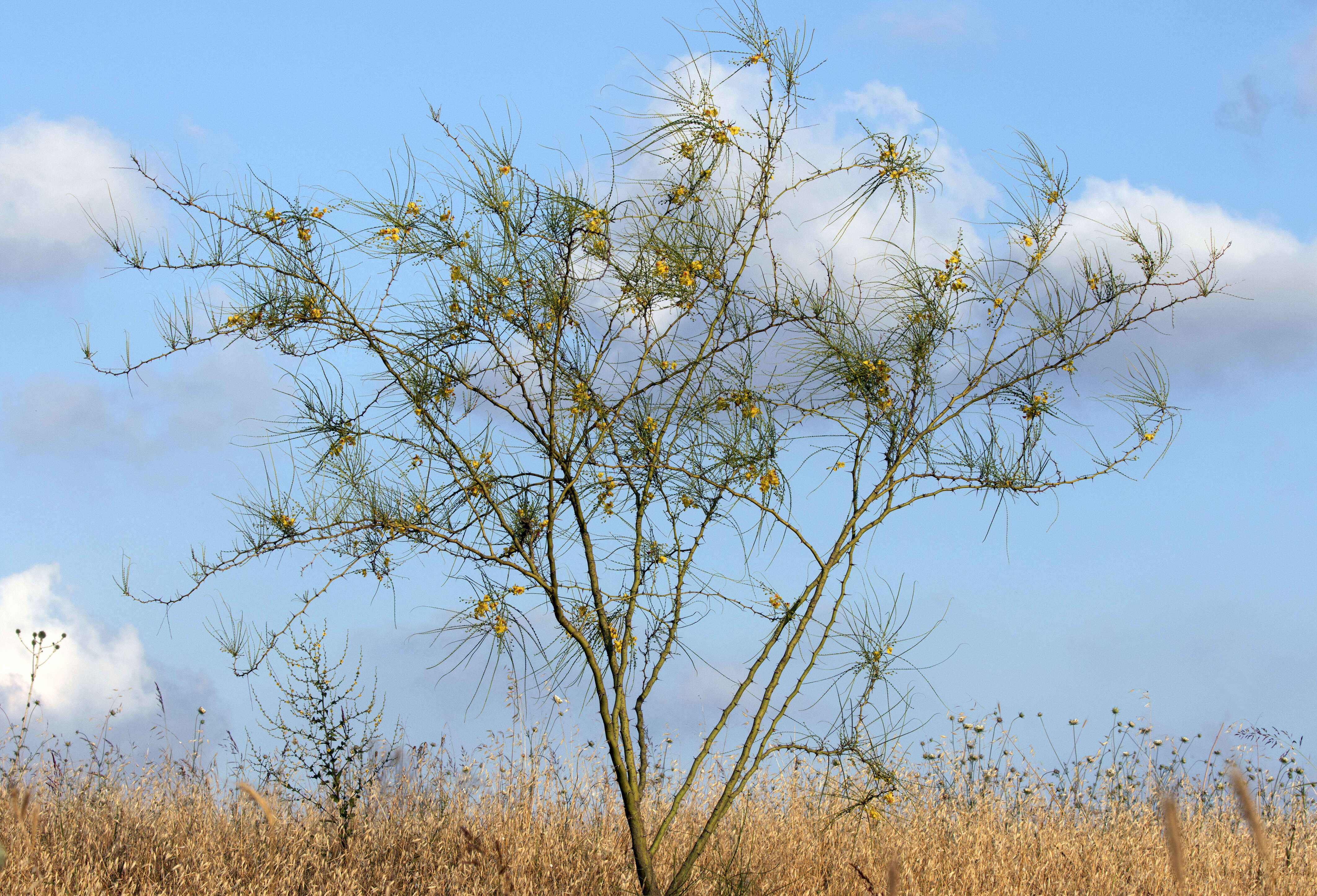 Image of Jerusalem thorn