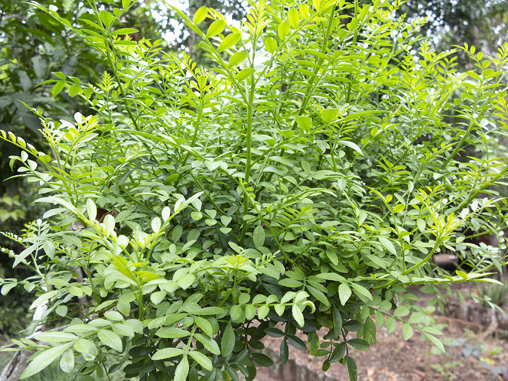 Image of lime pricklyash