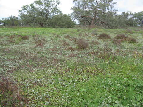 Plancia ëd Marsilea drummondii A. Br.