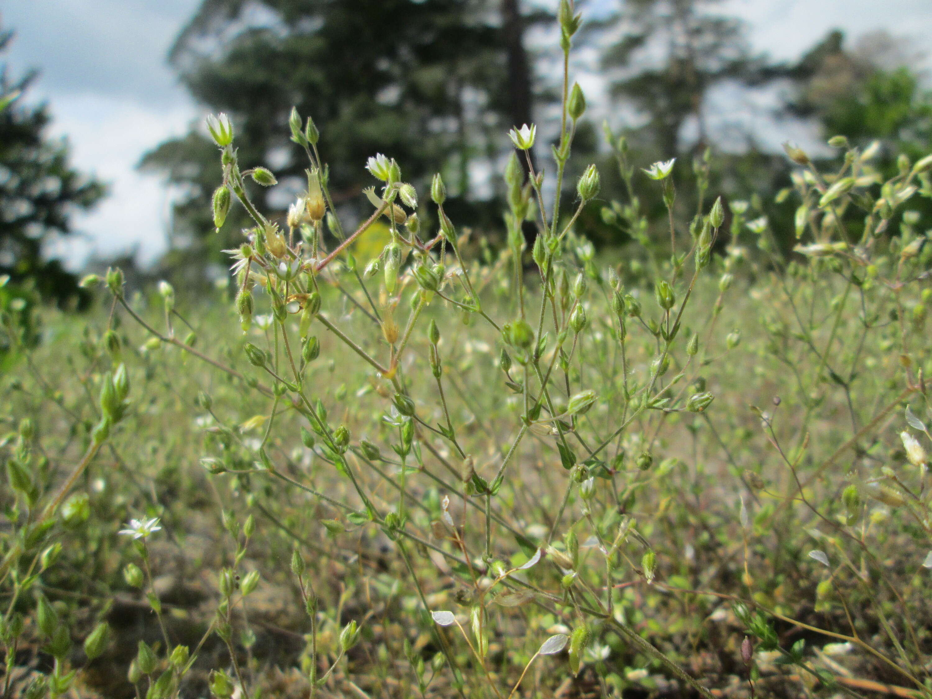 Image of Thyme-leaved Sandwort