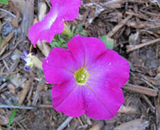 Image of petunia