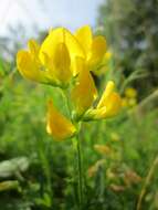 Слика од Lathyrus pratensis L.