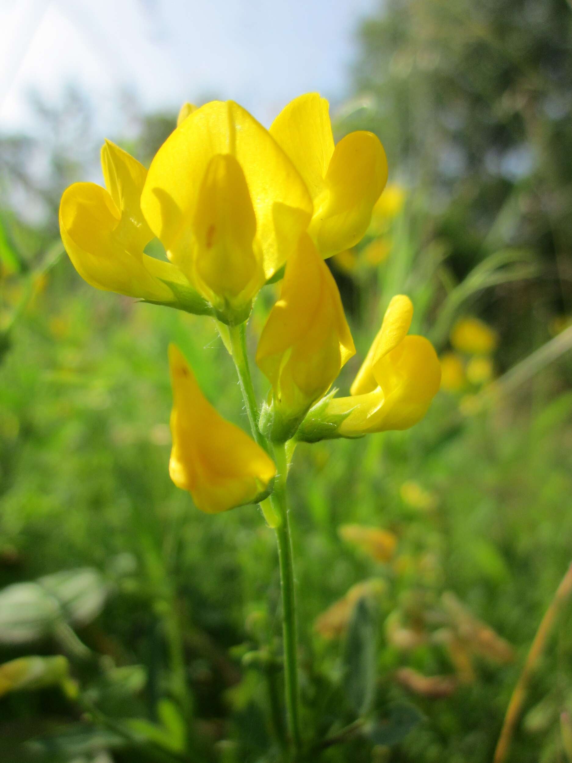 Слика од Lathyrus pratensis L.