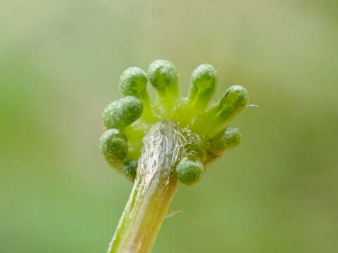 Image of common liverwort