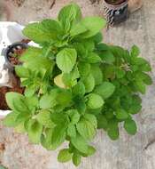 Image de Plectranthus rotundifolius (Poir.) Spreng.