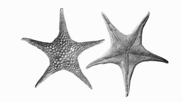 Image of Nectriaster monacanthus (H. L. Clark 1916)