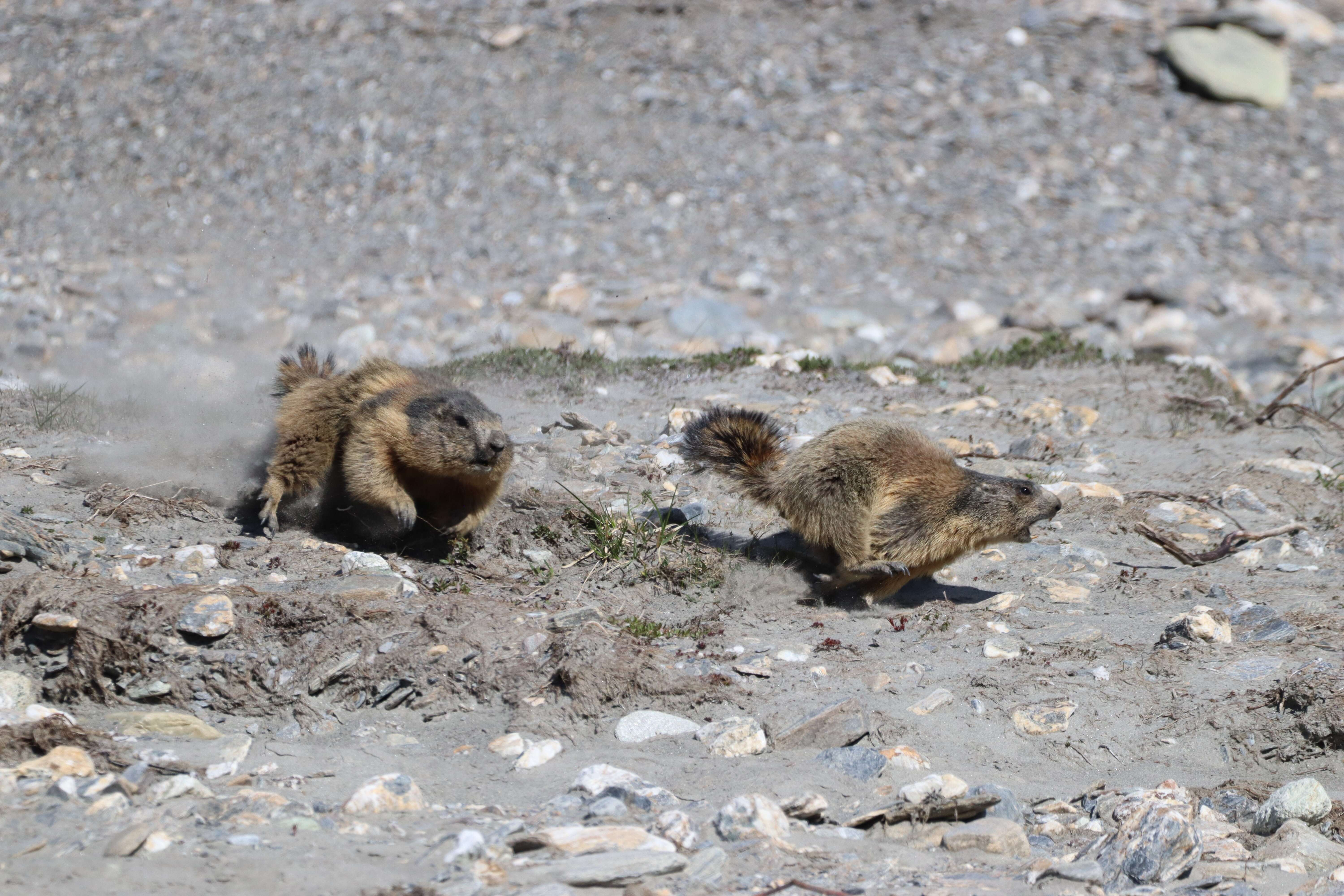 Imagem de Marmota marmota (Linnaeus 1758)