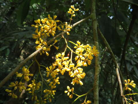 Image of Gymnacranthera canarica (Bedd. ex King) Warb.