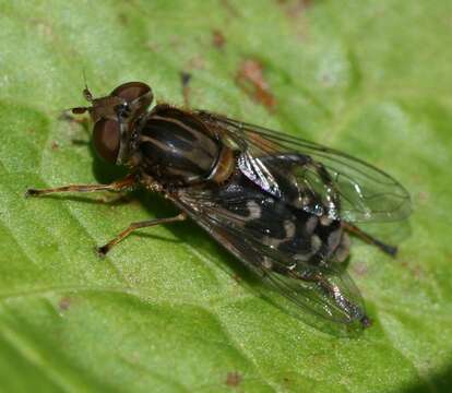 Image of Anasimyia contracta