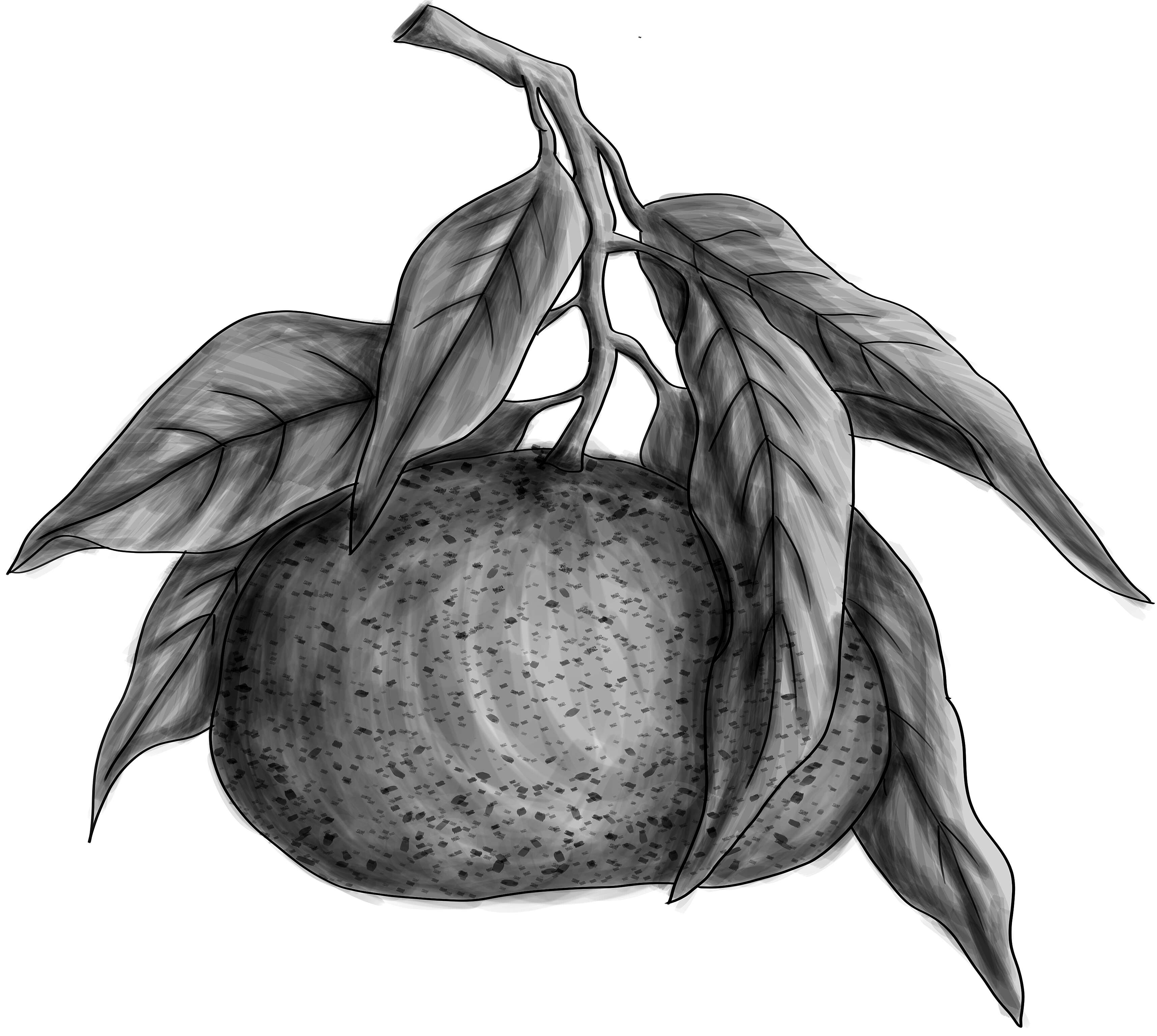 Image of Citrus reticulata