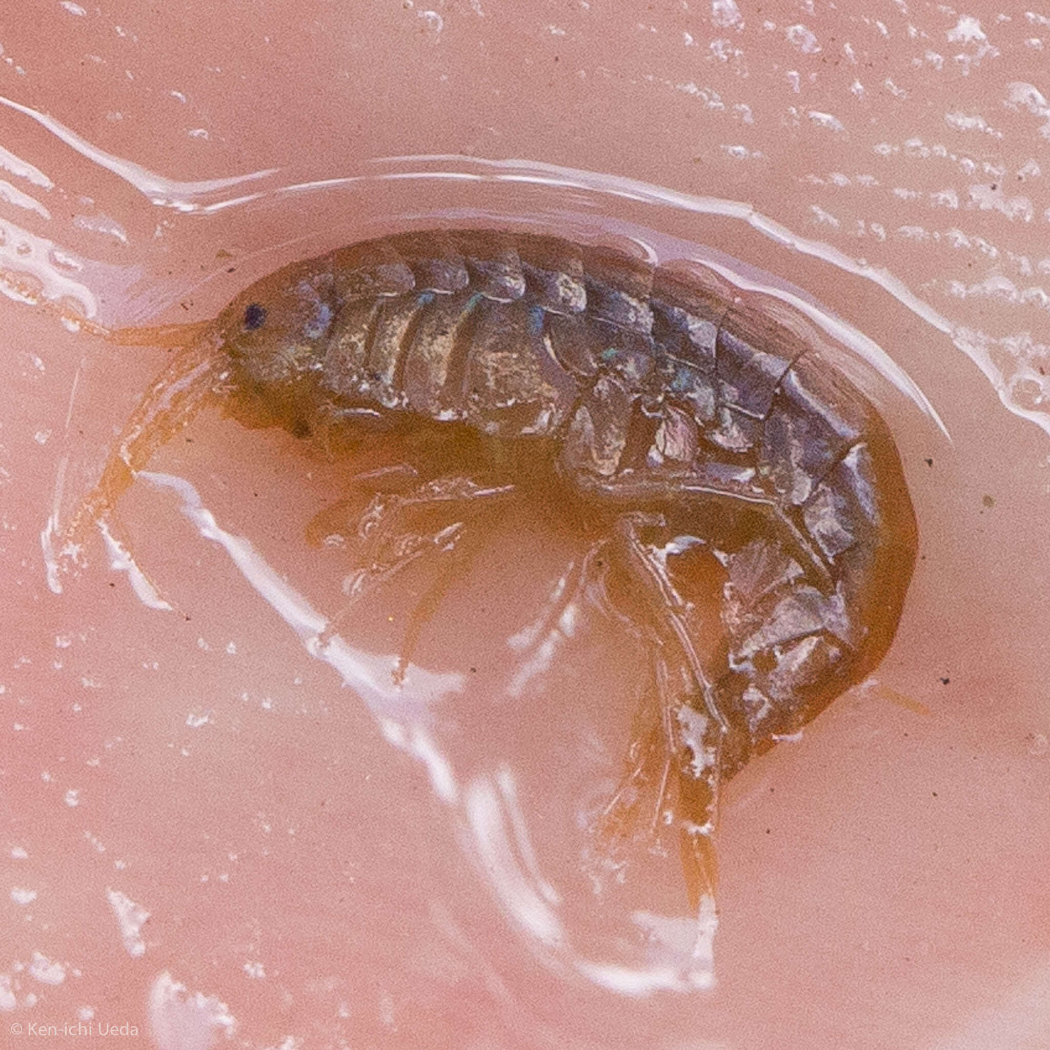 Image of Gammarus lacustris