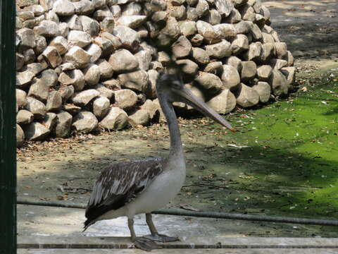 Image of Grey Pelican